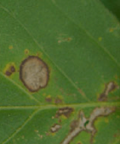 Antracnose