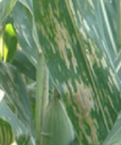 Cercosporiose