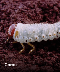 parasita corós