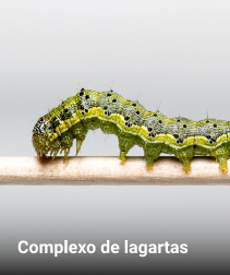 complexo de lagartas