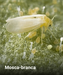 parasita mosca branca