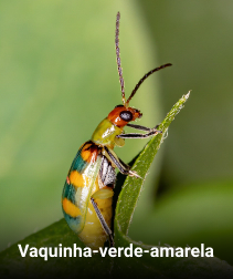 parasita vaquinha verde e amarela na folha da planta
