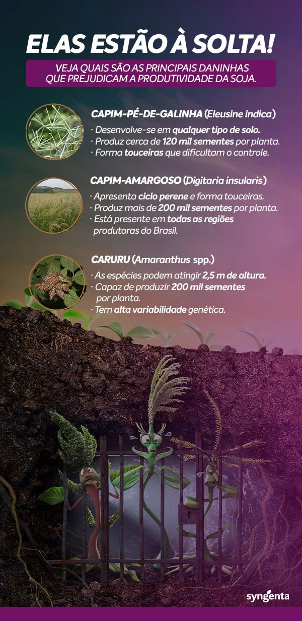 Posicionamento na soja