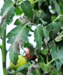 folha de planta com queimaduras