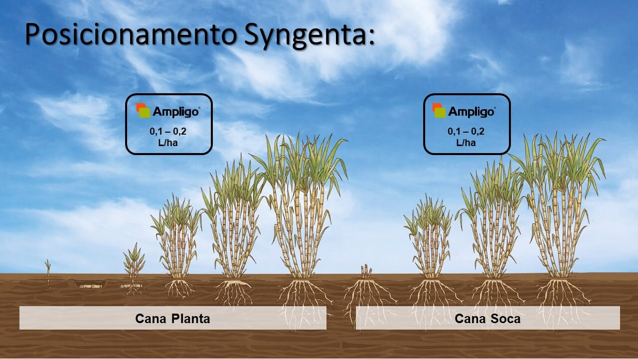 Posicionamento do inseticida Ampligo na cana.