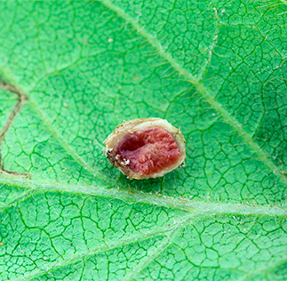 Plataforma Acessa Agro