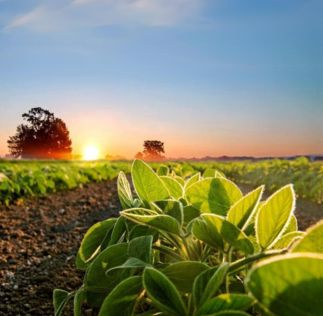 Plataforma Acessa Agro
