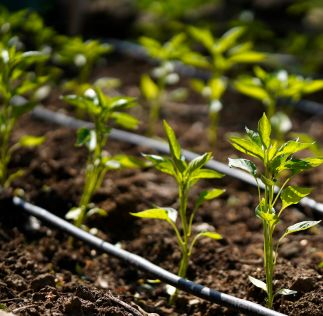 Plataforma Acessa Agro