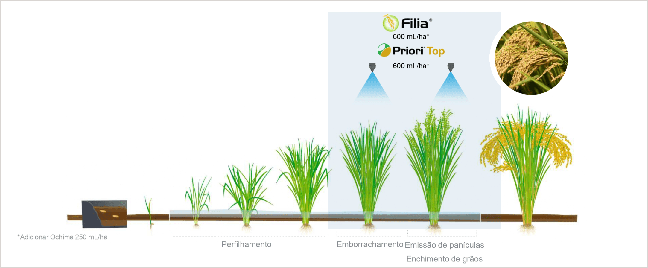 Posicionamento de Filia na cultura de arroz