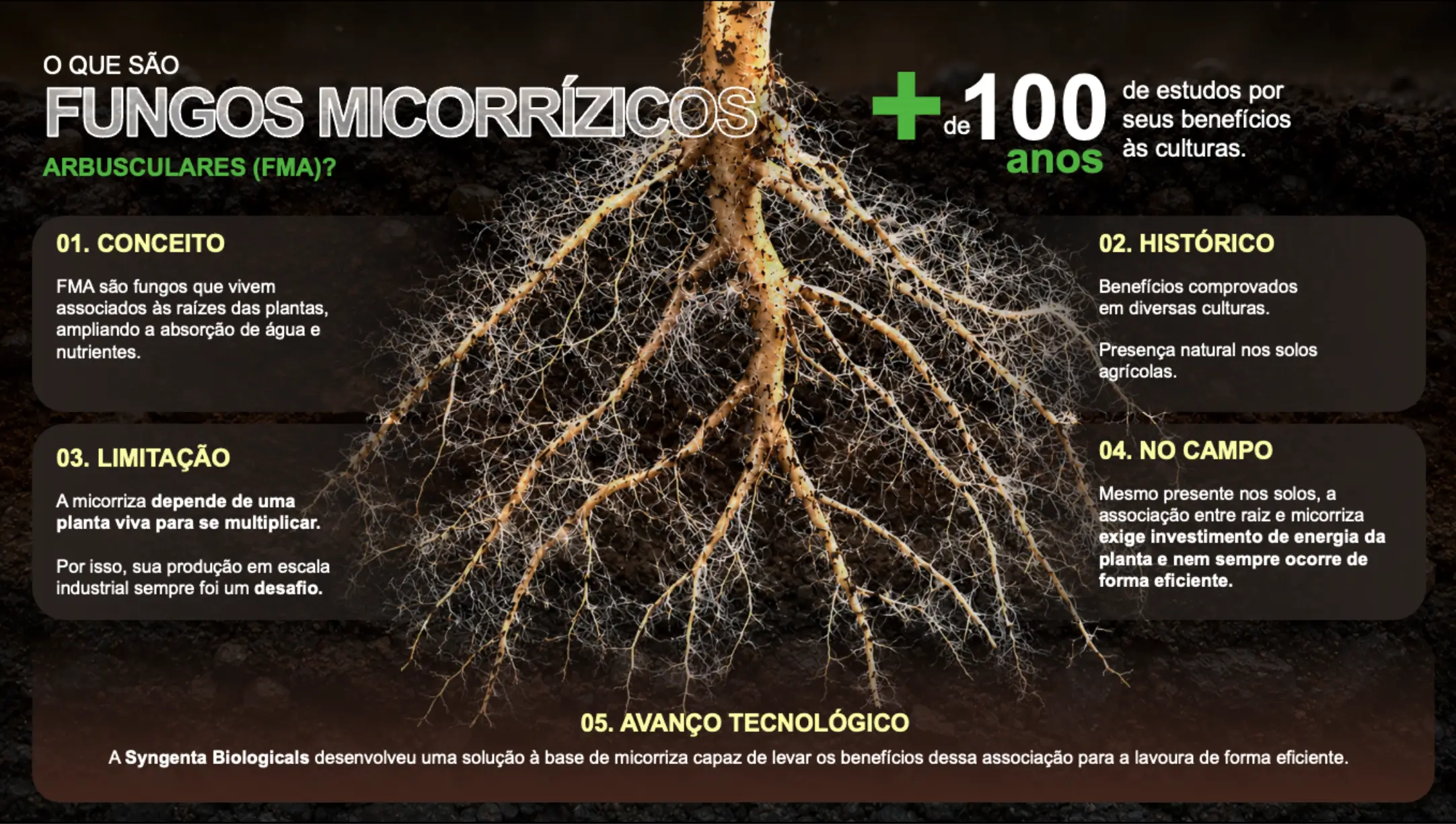 Fungos Micorrízicos
