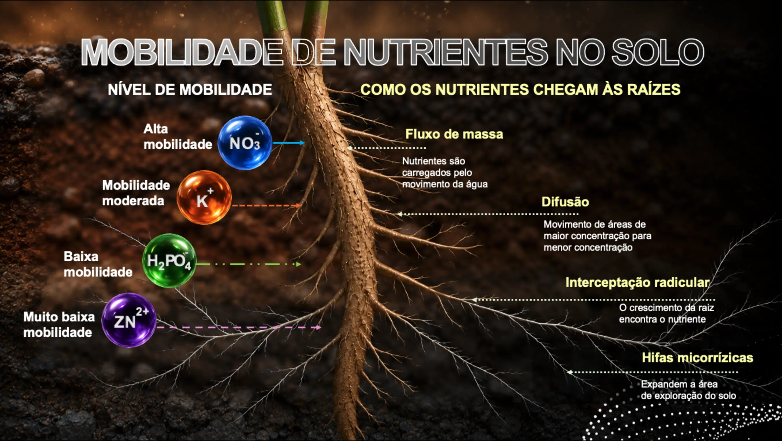 Mobilidade de nutrientes no solo