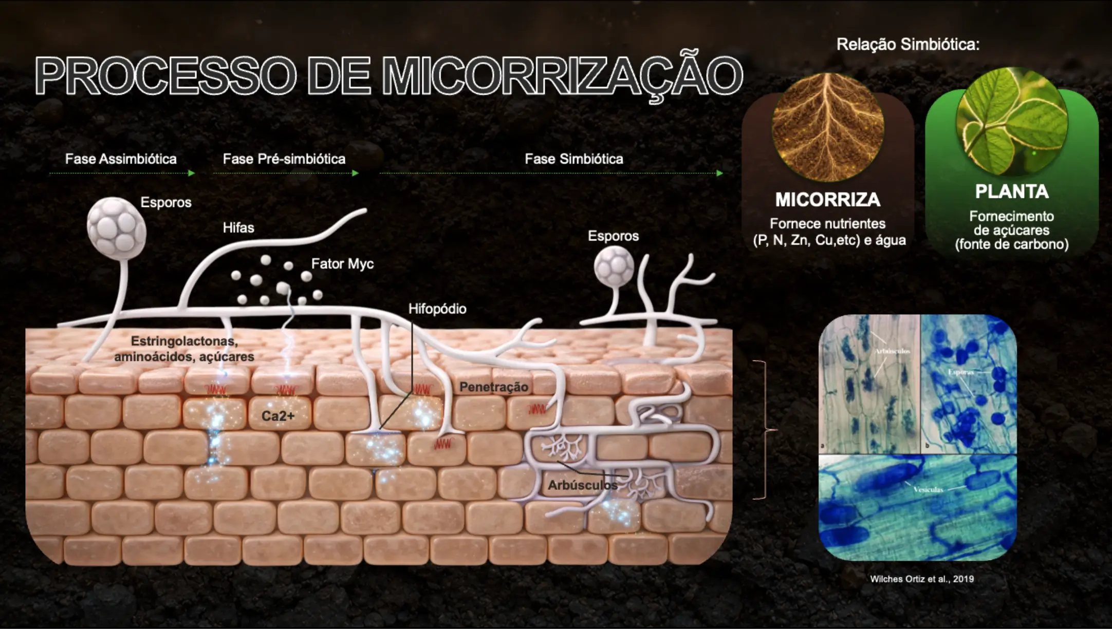 Processo de micorrização