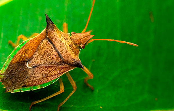 This image has been removed. For security reasons, only images from the local domain are allowed. Image removed.