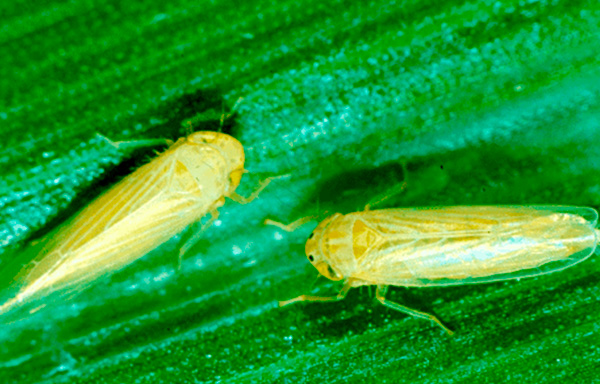 This image has been removed. For security reasons, only images from the local domain are allowed. Image removed.